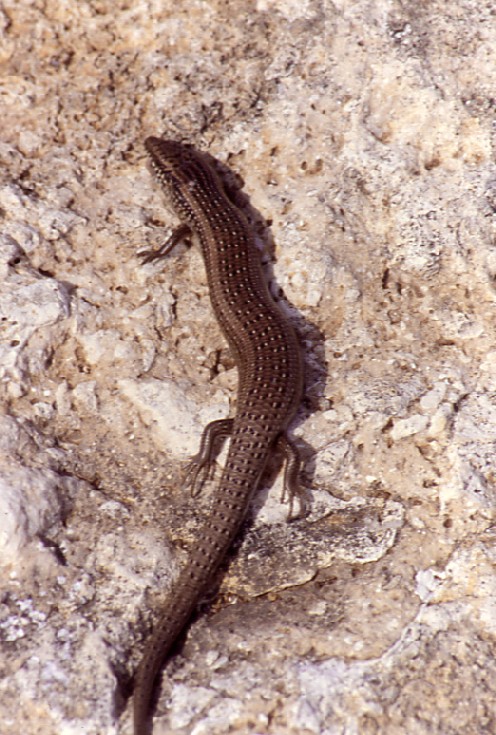 Un Chalcides